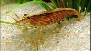 Škodi za akvarij: opis, vsebine, fotografija, video